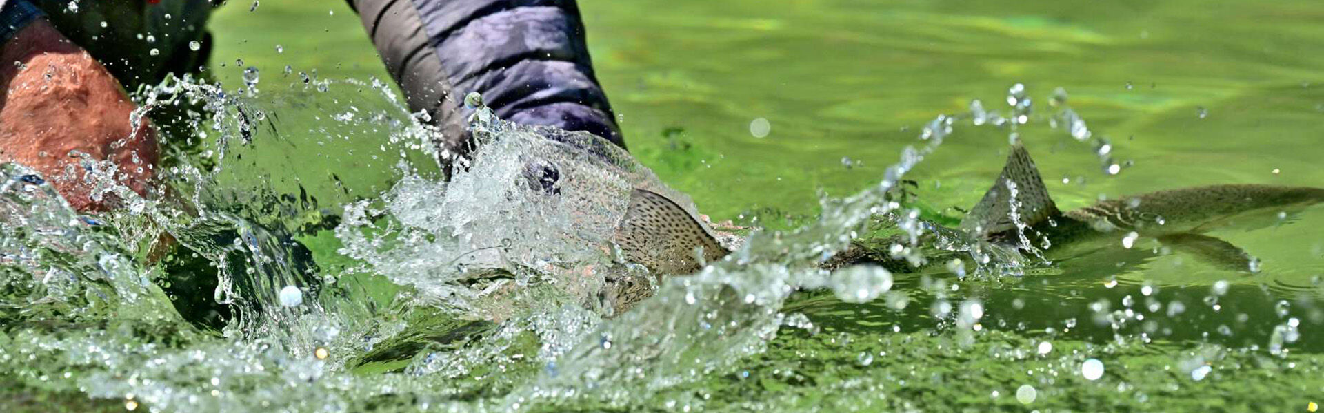 argentina-waters-fly-fishing-release